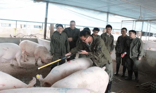 天眼查 飼料行業加速洗牌,我國近十年飼料相關企業注冊增速穩定在8 左右